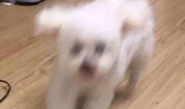 娱乐圈吃瓜小狗是谁,揭秘神秘网友背后的真实身份