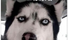 二哈吃瓜娱乐圈百度云,娱乐圈风云录