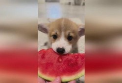 娱乐圈吃瓜小狗是谁,揭秘神秘网友背后的真实身份