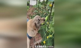 娱乐圈吃瓜小狗是谁,揭秘神秘网友背后的真实身份